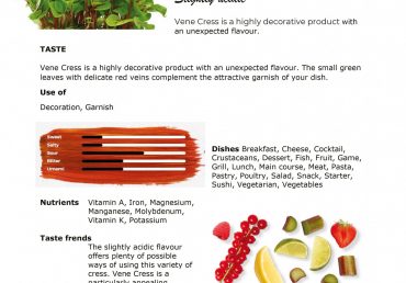 Vene Cress – Red Veined Sorrel