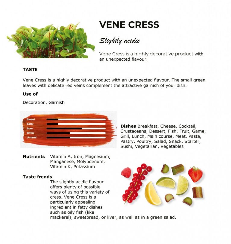 Vene Cress – Red Veined Sorrel